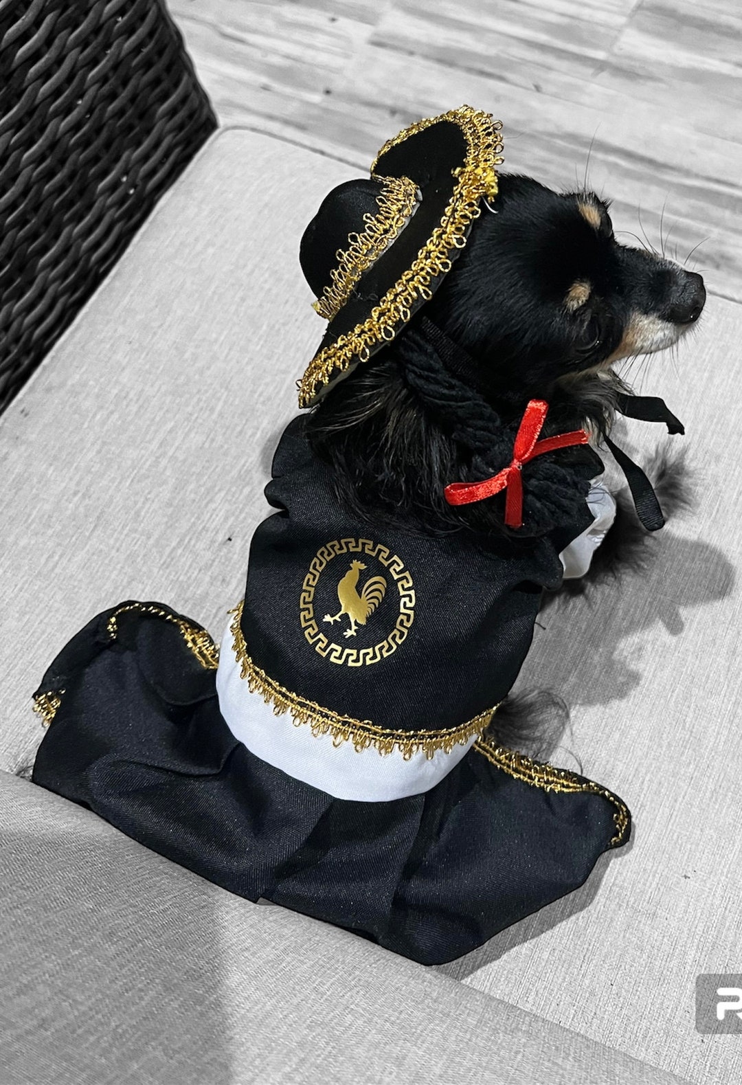Mariachi, Mariachi Dog Girl Outfit, Mariachi Dog Costume, Cinco De Mayo