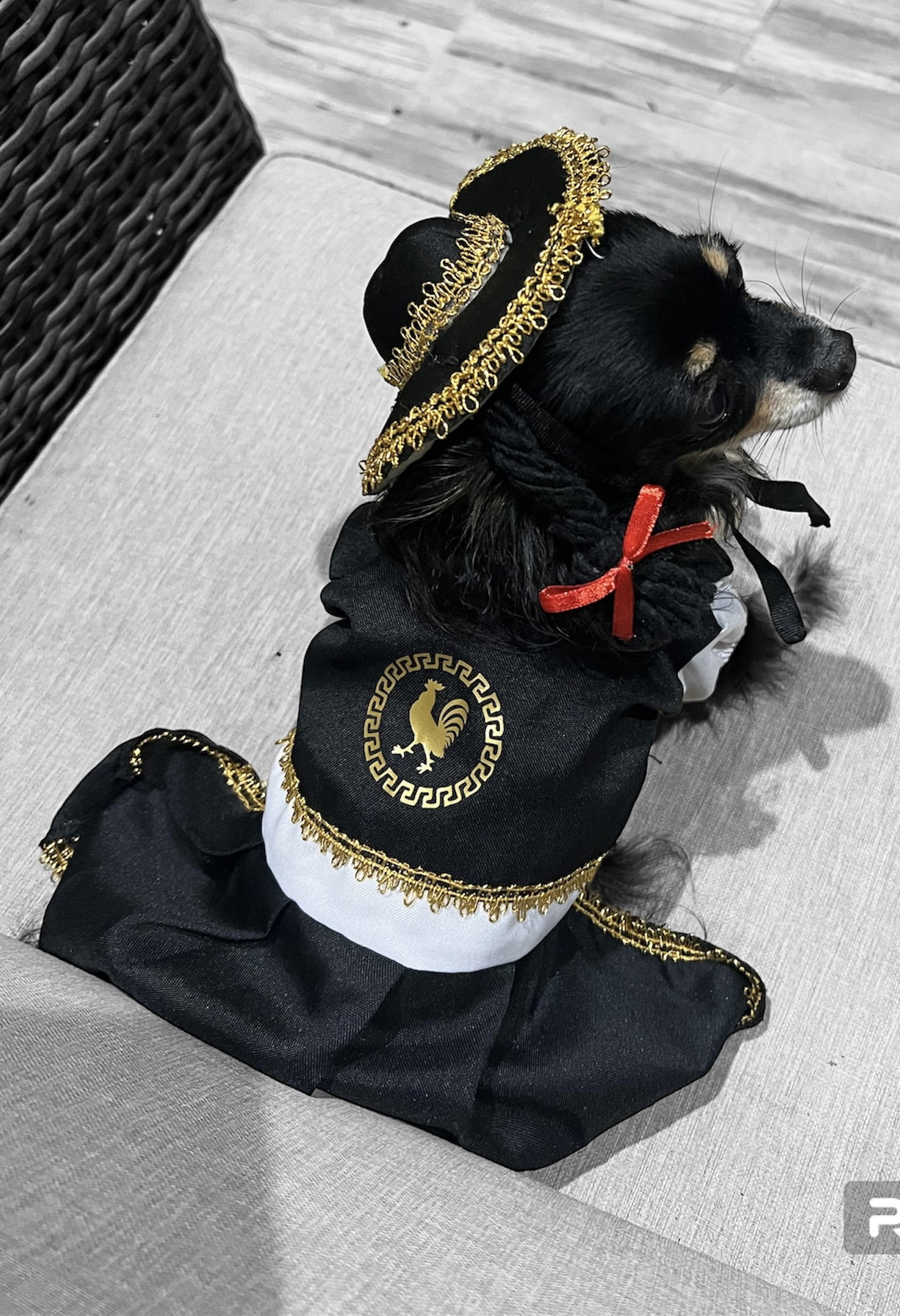 Mariachi Mariachi Dog Girl Outfit Mariachi Dog Costume Cinco De Mayo Dog Costume Mexican Wedding Etsy