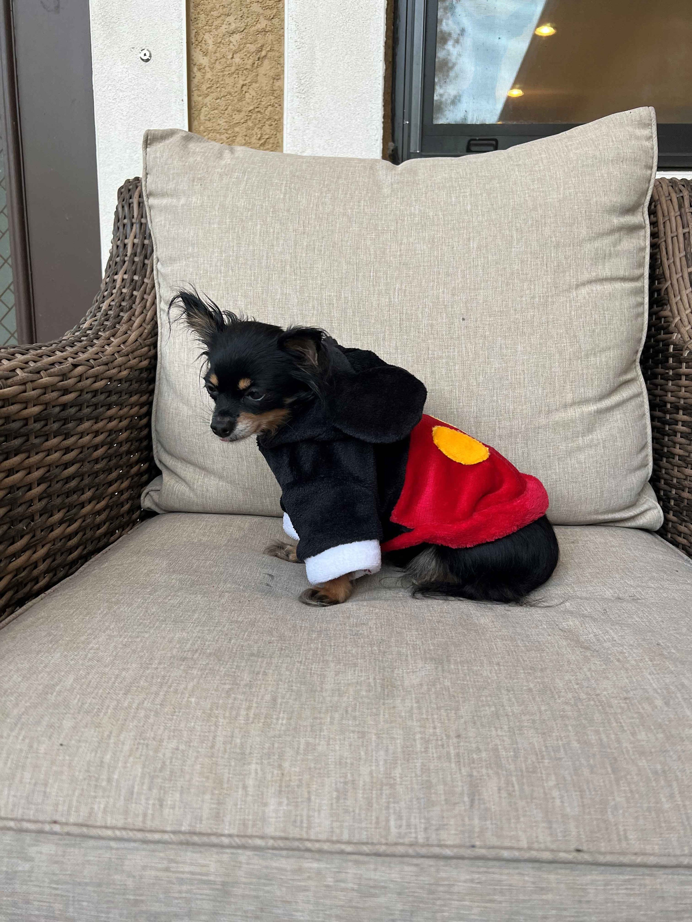 Mickey Mouse Dog Sweater Winter Sweater Dog Mickey Sweater Etsy