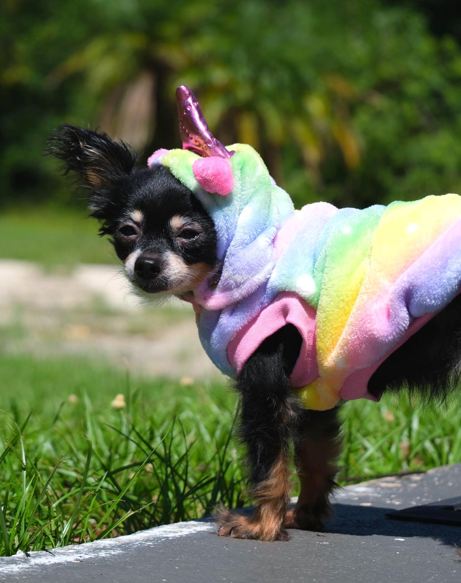 Unicorn pegasus costume (90) 사진