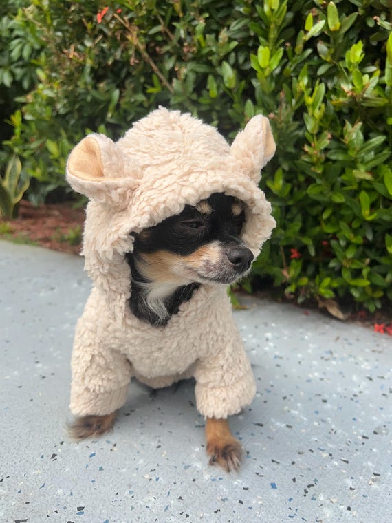 Dog dressed as a sheep discount