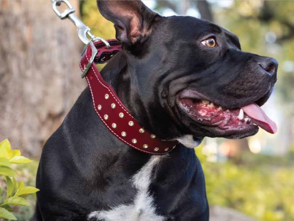 Leather Dog Harness Best Collar For Cane Corso Best Collar For