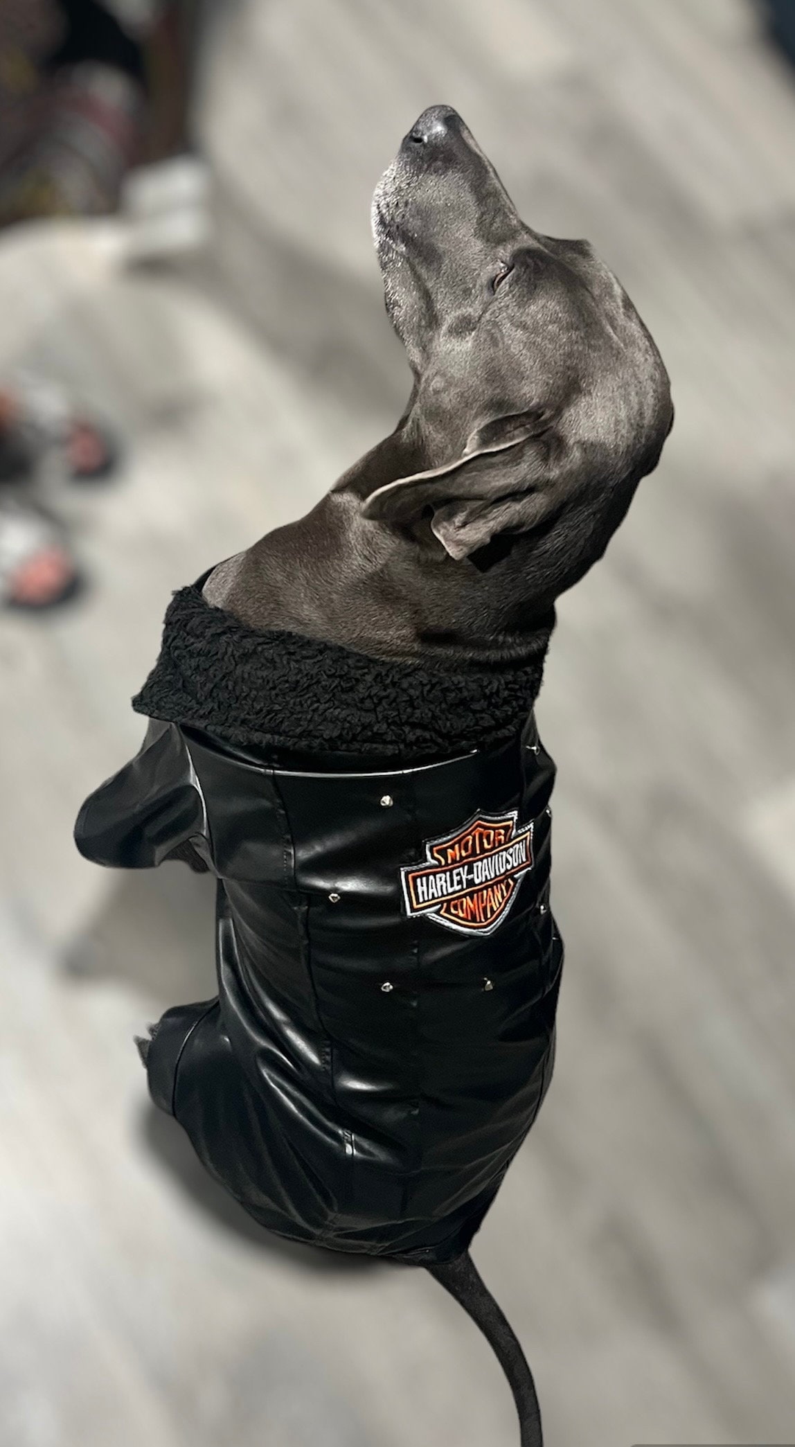 Dog Jacket Dog Motorcycle Jacket Chopper Jacket Motorcycle Jacket Jackte XXL Etsy