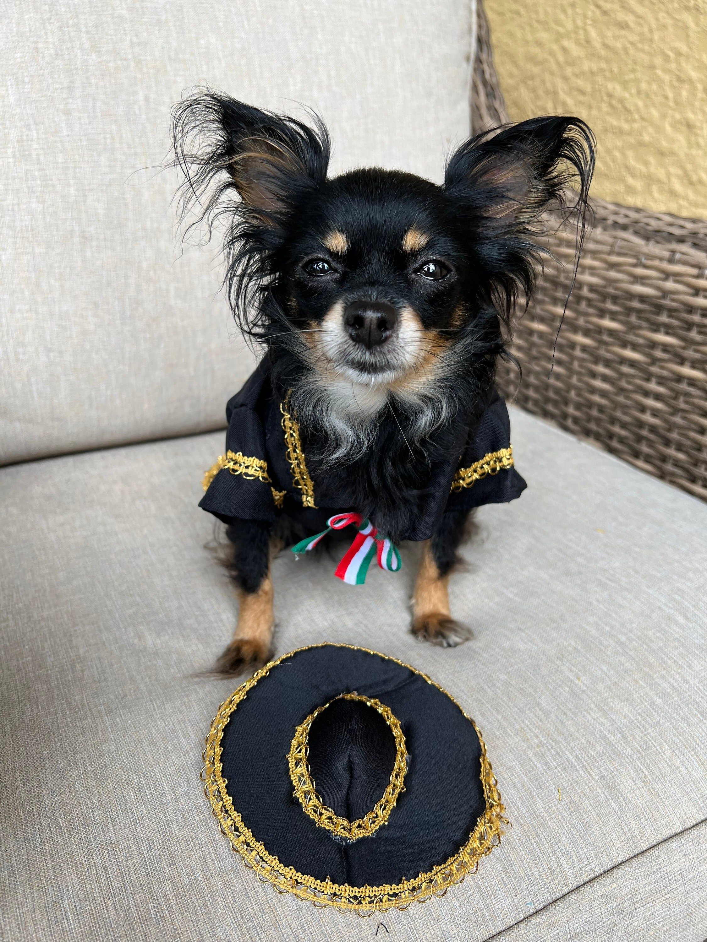 HACRAHO Formal Top Hat & Chain Costume Set For Dogs – Black & Gold Pet Dress-Up Accessories