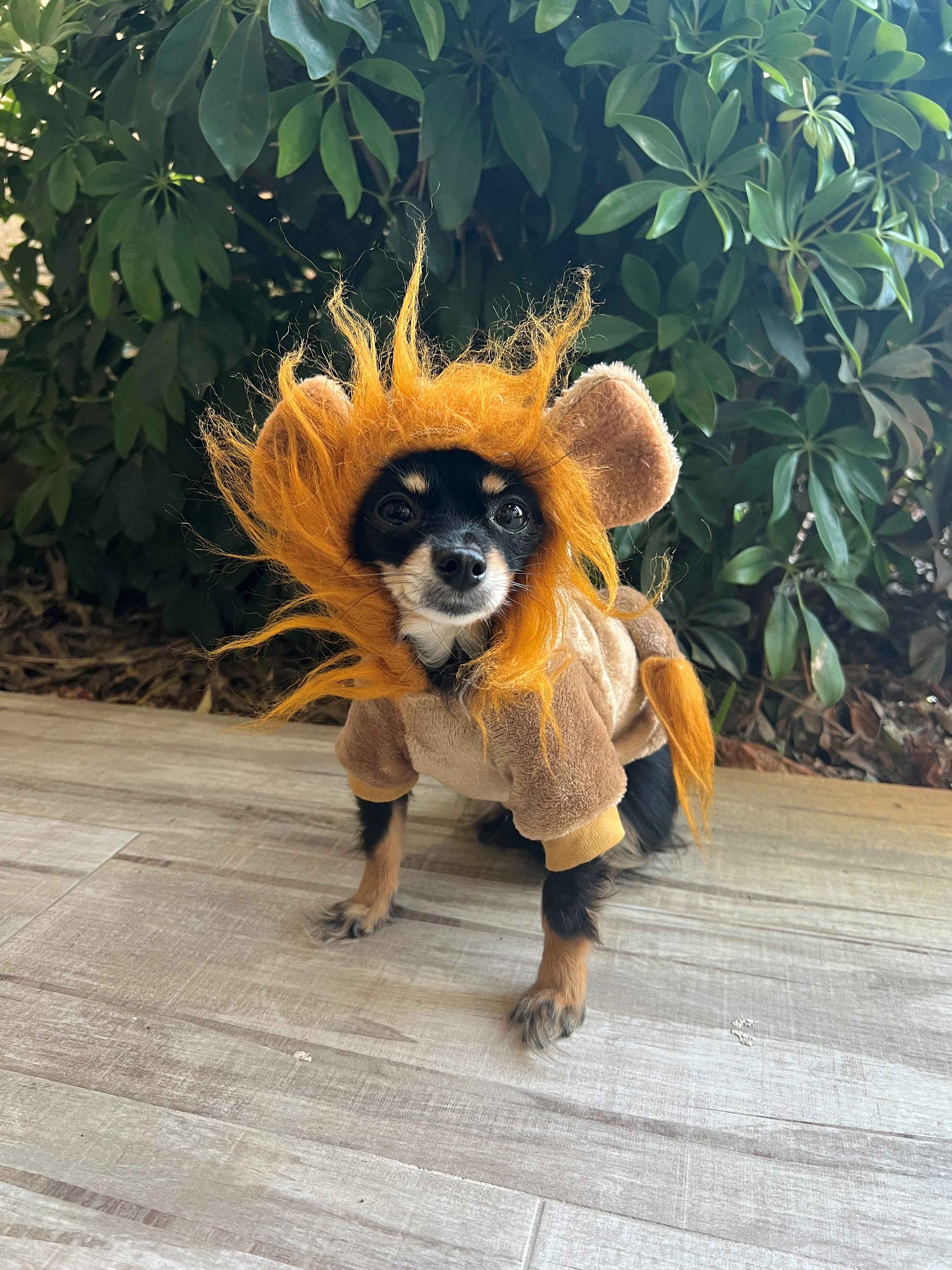 Lion King Costume New Zealand | escapeauthority.com