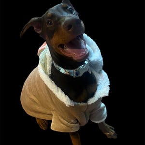 May include: A brown and black Doberman Pinscher puppy wearing a brown fleece jacket with a white sherpa lining. The puppy is sitting and looking up with its mouth open.