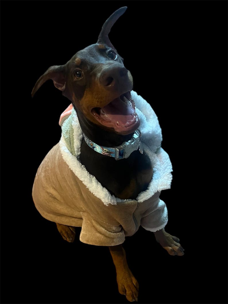 May include: A brown and black Doberman Pinscher puppy wearing a brown fleece jacket with a white sherpa lining. The puppy is sitting and looking up with its mouth open.