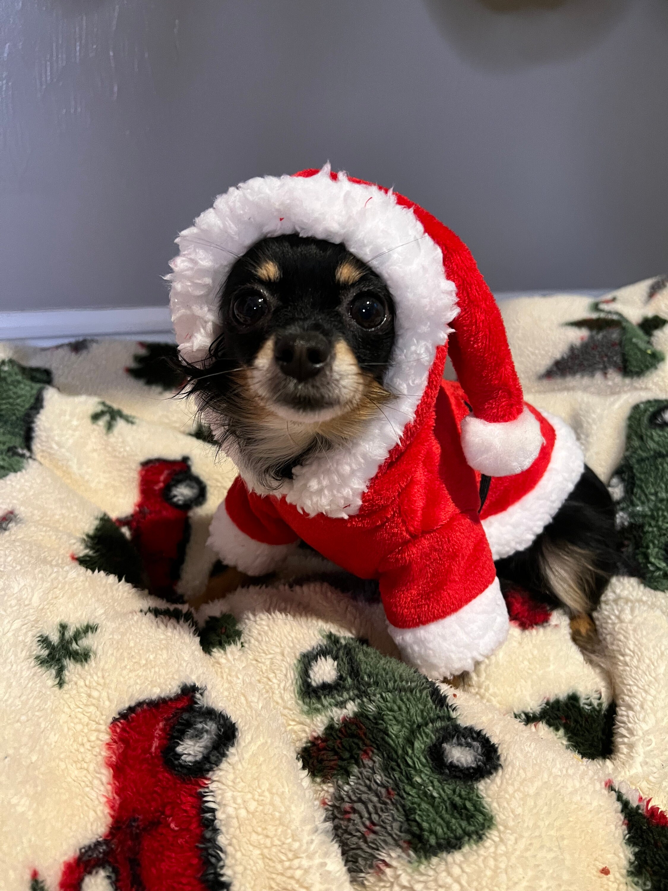 Dog Christmas Sweater - Etsy