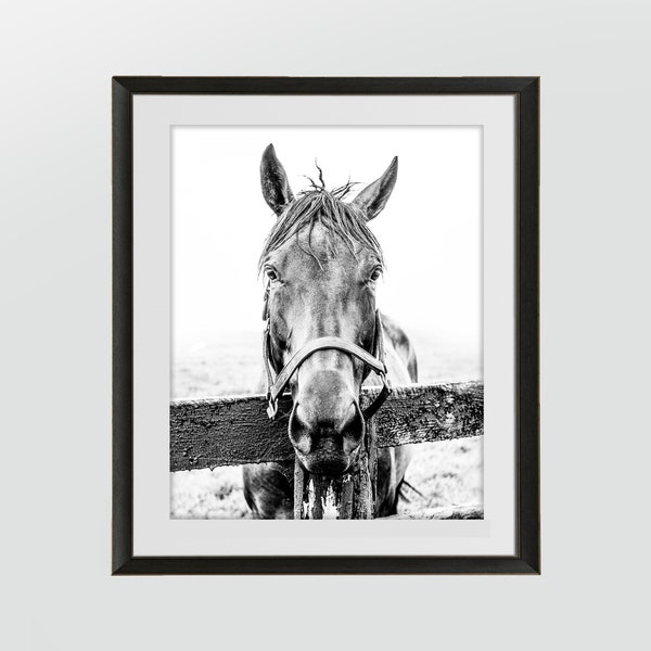 Horse Print, Horse Wall Art, Kentucky Derby Art, Horse Print, Horse Photography, Horse Printable Digital, Kentucky, Digital Download