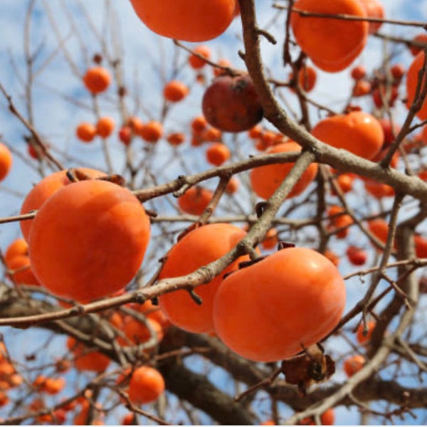 American Persimmon Tree. Limited Supply! Order now! Bare root live trees. A delicious fruit native to North America. Cinnamon/Apricot flavor