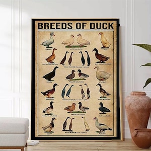 Könnte beinhalten: Ein Diagramm mit dem Titel "Entenrassen" mit Illustrationen verschiedener Entenrassen. Das Diagramm enthält die Namen der einzelnen Rassen, wie z. B. Weißer Laufenten, Indischer Laufenten und Blauer Schwedischer.