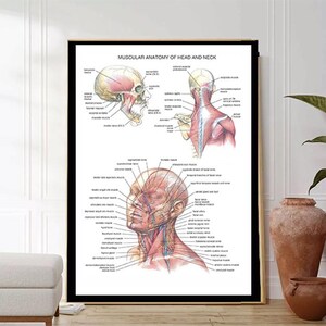 Könnte beinhalten: Ein weißes anatomisches Diagramm mit dem Titel "Muscular Anatomy of Head and Neck". Das Diagramm zeigt eine detaillierte Illustration der Muskeln von Kopf und Hals, mit Beschriftungen für jeden Muskel.