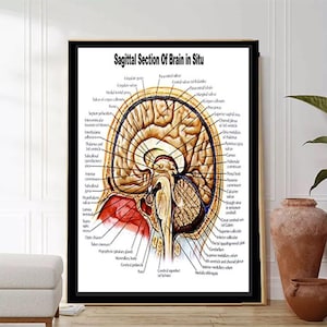 May include: A detailed anatomical illustration of a sagittal section of the human brain in situ. The image shows the different parts of the brain, including the cerebrum, cerebellum, brainstem, and ventricles. The image is labelled with the names of the different structures.