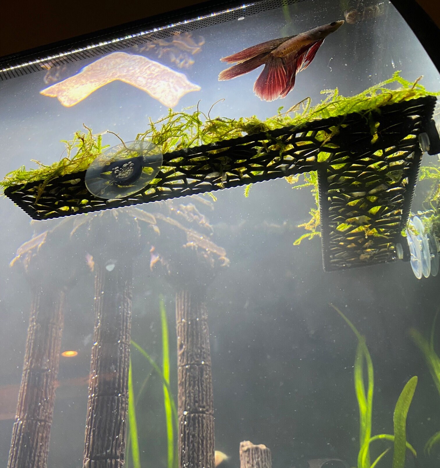 FULL Corner Moss Ledge/plant Ledge Decor/ Aquascaping for Etsy