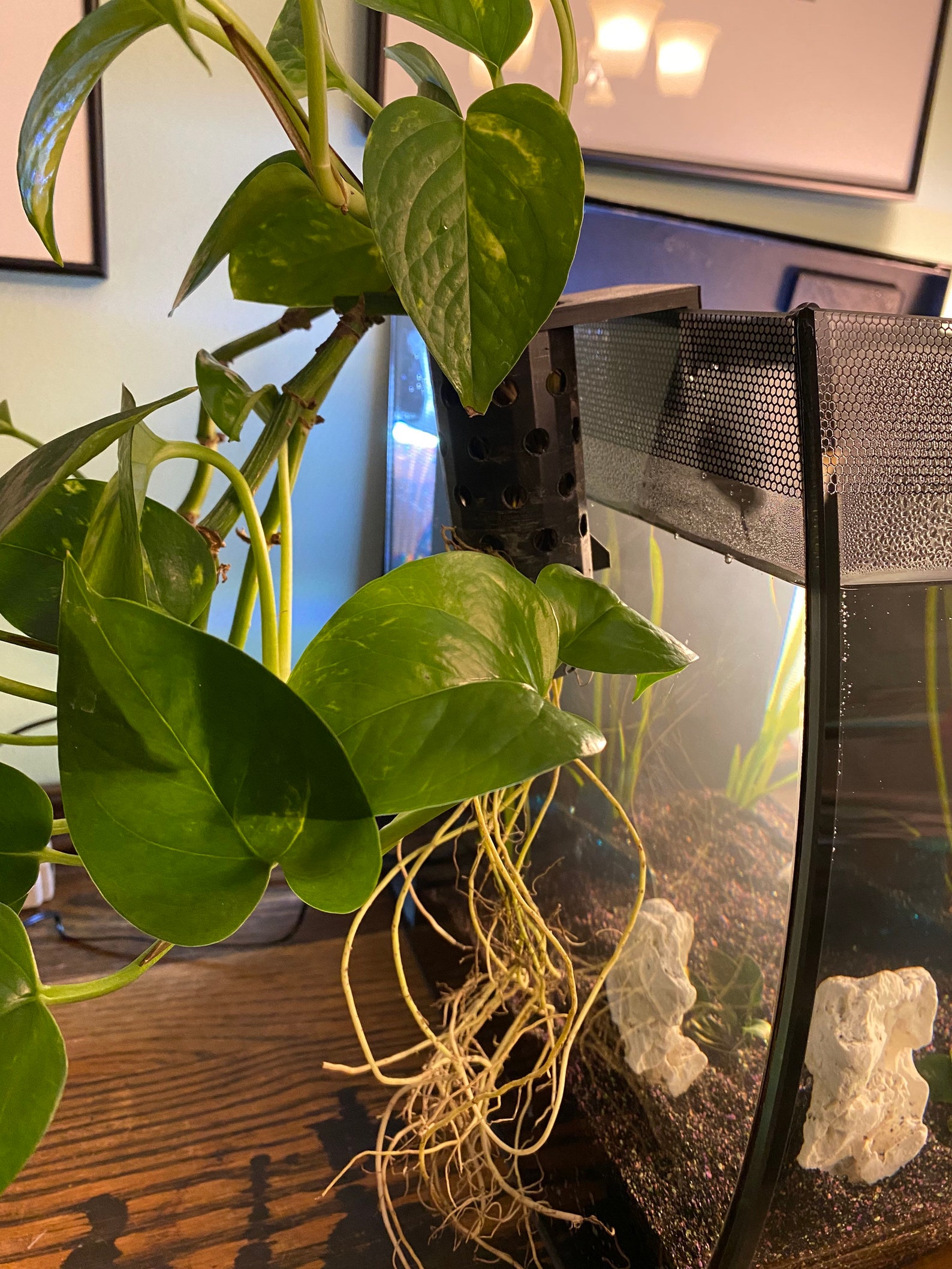 pothos-planter-for-emersed-plants-decor-aquascaping-for-aquarium-etsy