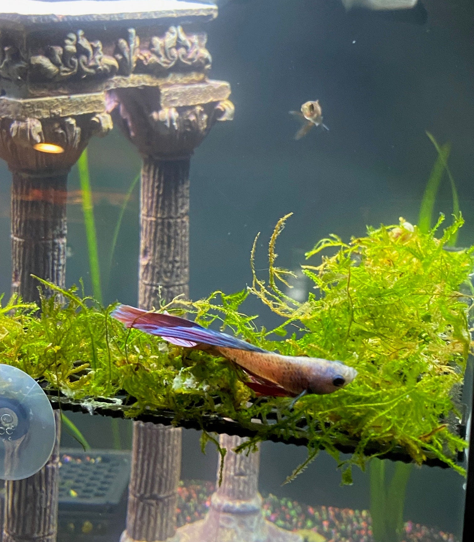 FULL Corner Moss Ledge/plant Ledge Decor/ Aquascaping for Etsy