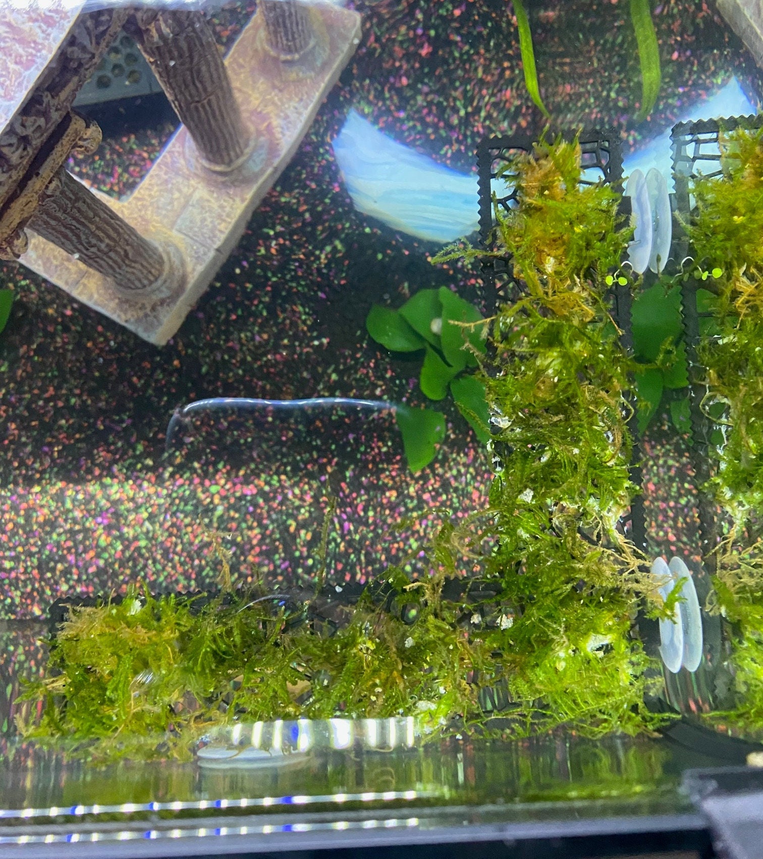 FULL Corner Moss Ledge/plant Ledge Decor/ Aquascaping for Etsy