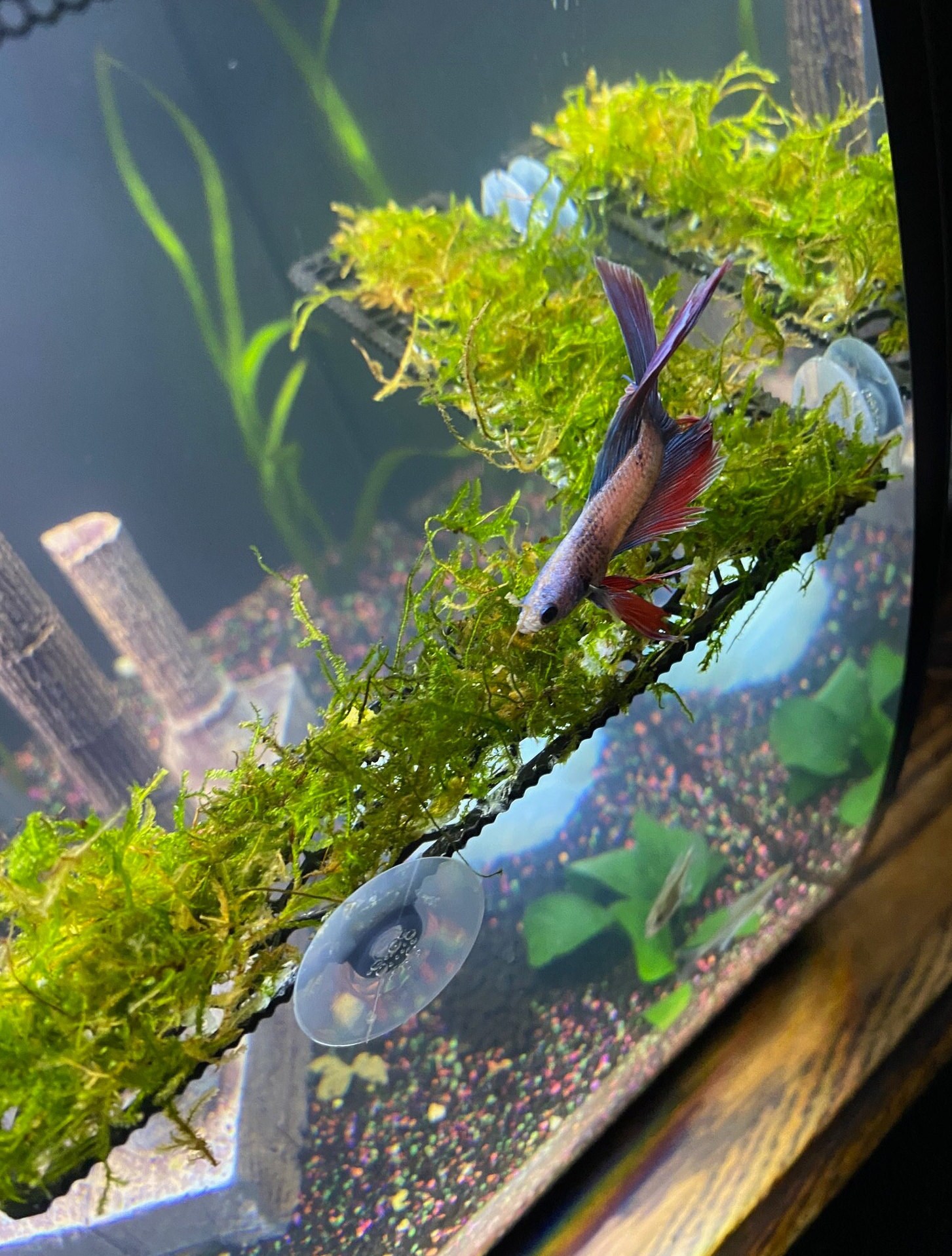 FULL Corner Moss Ledge/plant Ledge Decor/ Aquascaping for Etsy