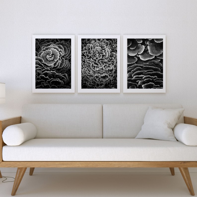 Black and White Coral Reef Wall Art Set of 3 Beautiful Coral - Etsy