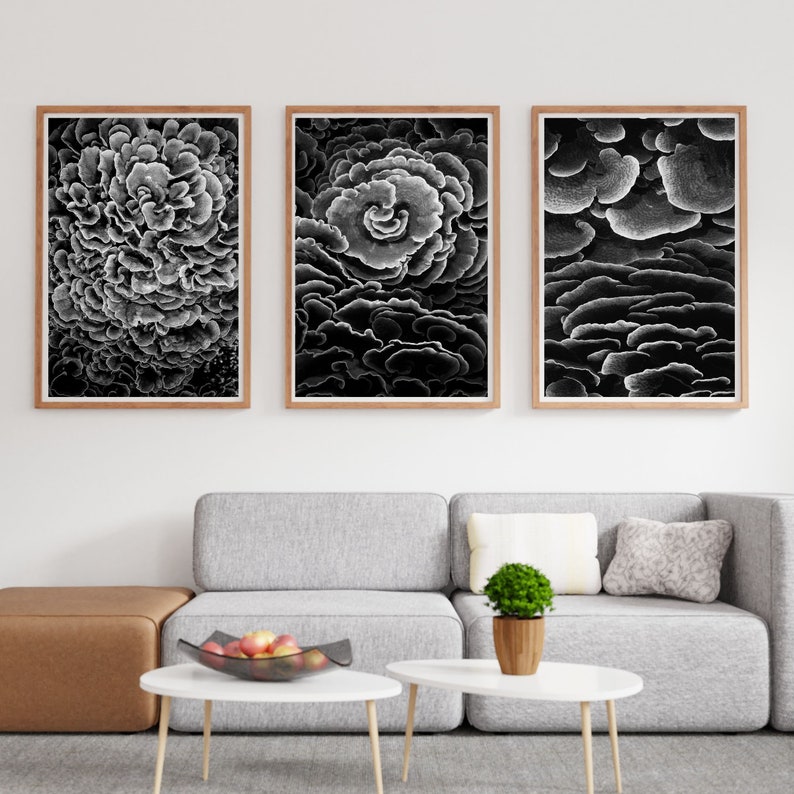 Black and White Coral Reef Wall Art Set of 3 Beautiful Coral - Etsy