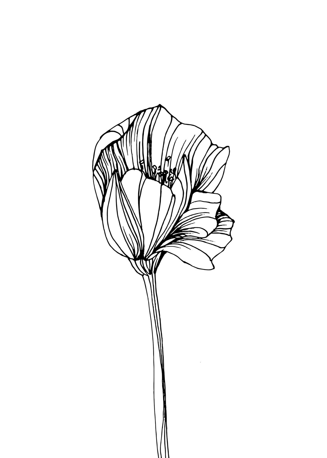 FLOWER Wall Art Printable Set of 3 Minimalistic 6 Sizes Etsy