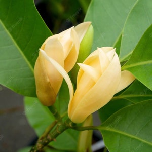 Champaca (Magnolia champaca L.) Absolute Oil 100%
