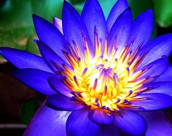 Absolut z niebieskiego lotosu | Ekstrakt z Nymphaea Caerulea do perfum | Naturalny absolut kwiatowy Natroil | Luksusowy składnik perfum