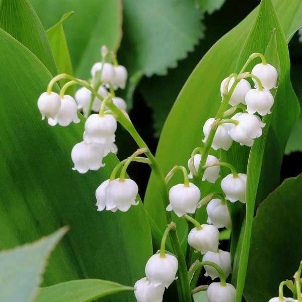 Lily of the Valley (Convallaria majalis L.)  Absolute Oil 100%