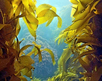 Absolut z alg morskich | Ekstrakt z morszczynu pęcherzykowatego do perfum naturalnych i profesjonalnych | Rzadki absolut z zielonych alg morskich Natroil | Perfumy luksusowe I