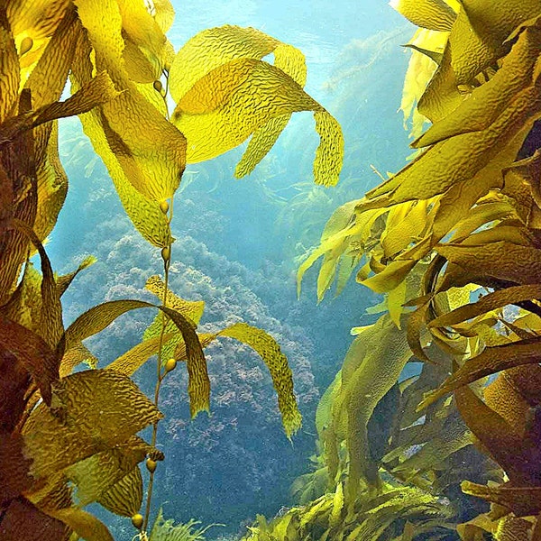 Algen (Fucus vesiculosus) Absolutes Öl 100% Natürlich