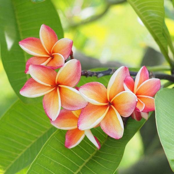 Frangipani (Plumeria Alba L.) Absolutes Öl 100%