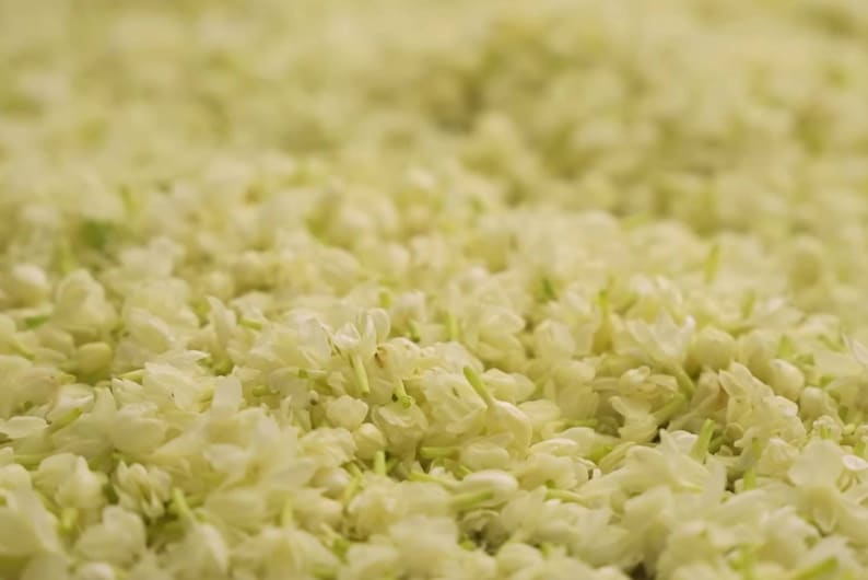 Jasmine Sambac jasminum Sambac ABSOLUTE Oil Etsy