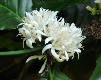 Coffee Blossom (Coffea Arabica L.) Absolute Oil 100%