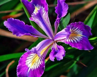 Orris (Iris pallida L.) Absolute Oil 100%