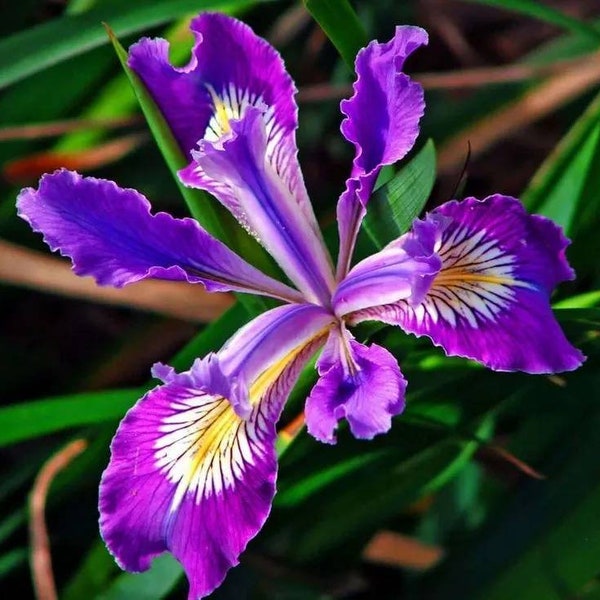 Orris (Iris pallida L.) Absolute Oil 100%