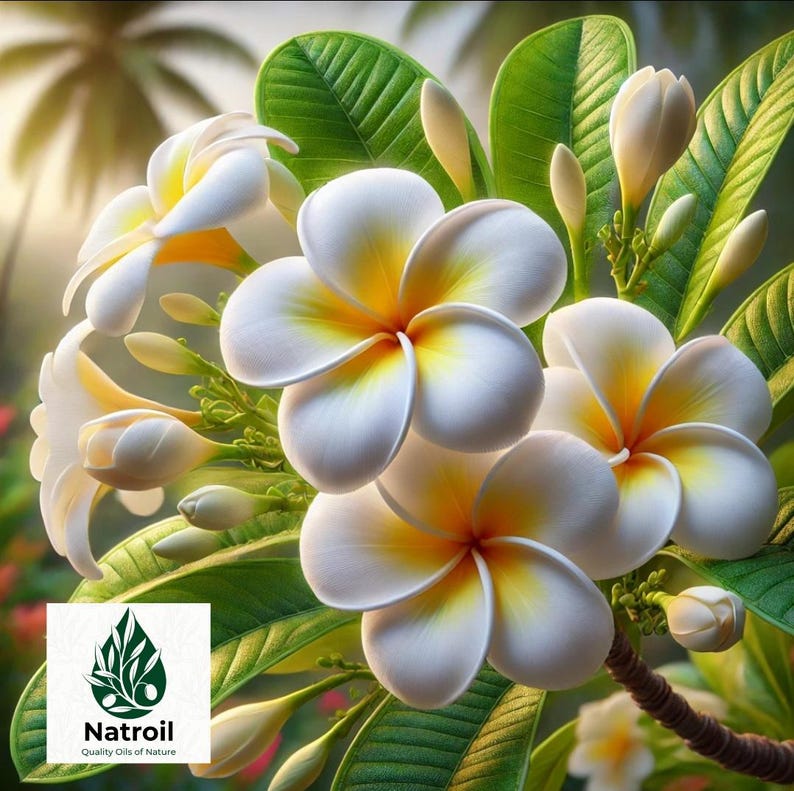 Huile Essentielle De Frangipanier (Plumeria) - Absolue 80% Alcool Bio - 30 Ml