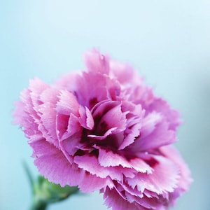 Carnation (Dianthus caryophylius L.) Absolute Oil 100%