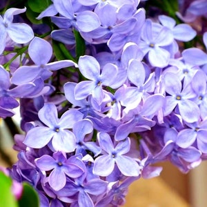 Absolut z bzu bułgarskiego | Ekstrakt z lilaka pospolitego do perfum naturalnych i profesjonalnych | Rzadki absolut kwiatowy Natroil | Perfumy luksusowe