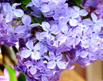 Absolut z bzu bułgarskiego | Ekstrakt z lilaka pospolitego do perfum naturalnych i profesjonalnych | Rzadki absolut kwiatowy Natroil | Perfumy luksusowe