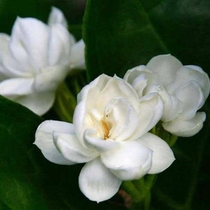 Jasmine Sambac (Jasminum sambac L ) ABSOLUTE Oil