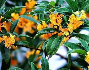 Osmanthus (Osmanthus fragrans var. aurantiacus) Absolute Oil 100% Natural