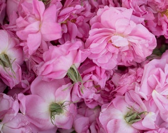 Olejek Absolutny z Róży De Mai (Rosa centifolia L.) 100%