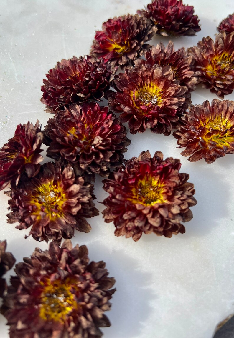 20 Fall Color Dried Flower Heads Dry Flowers for Floral Crowns Wreaths