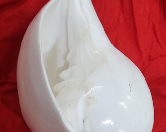 5inch/14cm Sacred Blowing Shankh, Natural Conch Shell for Pooja, Hindu Temple Shankh, Handmade in Vrindavan, Auspicious Vedic Shankha