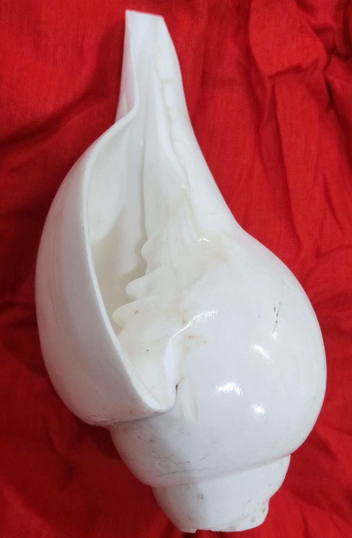 5inch/14cm Sacred Blowing Shankh, Natural Conch Shell for Pooja