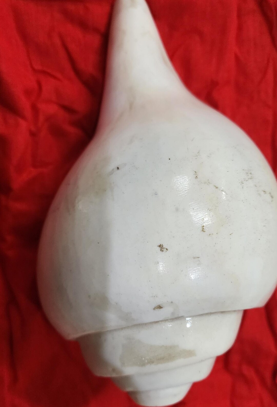 8 Inch Large Natural Sacred Blowing Shankh | Rare Right Hand