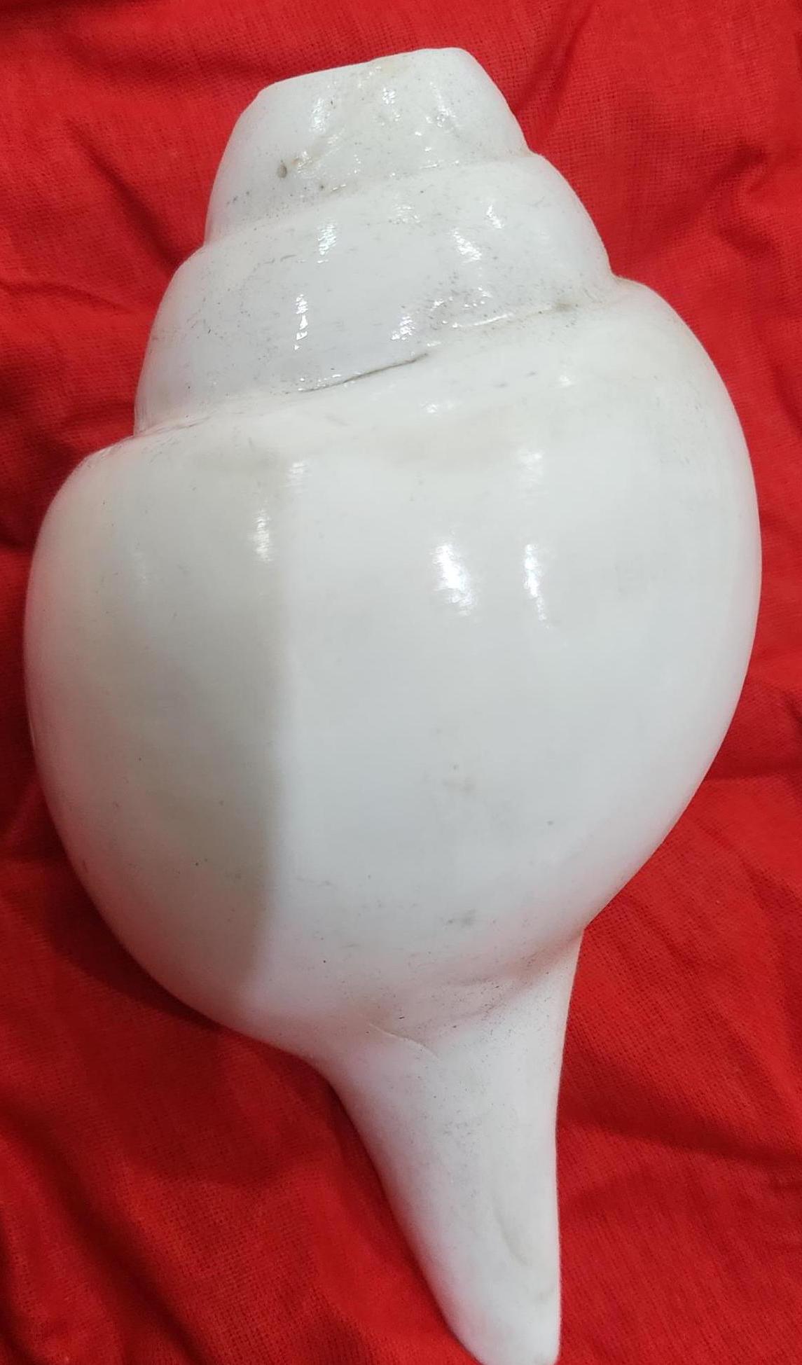 5inch/14cm Sacred Blowing Shankh, Natural Conch Shell for Pooja