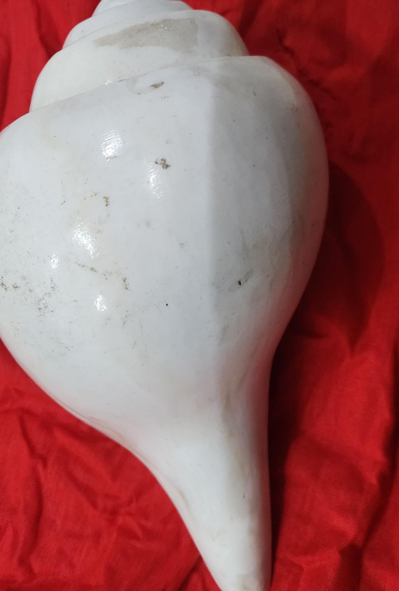 8 Inch Large Natural Sacred Blowing Shankh | Rare Right Hand