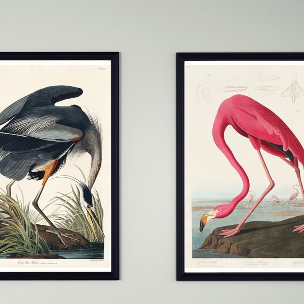 John Audubon "Birds Of America" vintage Art Print set. American Great Blue Heron Pink flamingo Printable wall decor.