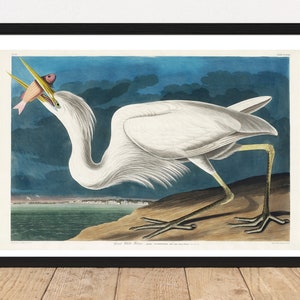 Great White Heron &quot;Birds Of America&quot; Vintage Printable Wall Art. Vintage art print by John Audubon ca. 1827. Tropical bird. instant download
